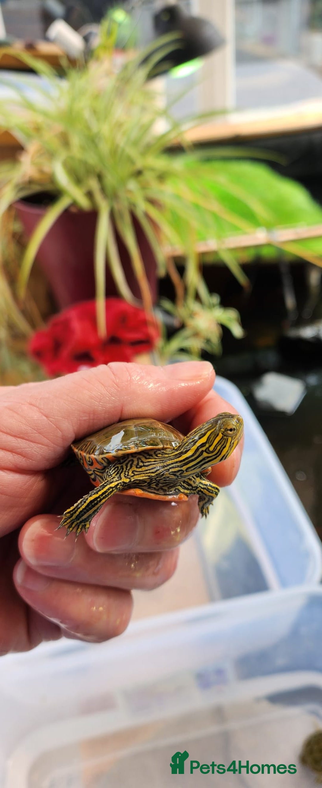 Turtle reptiles for sale: Western Painted Turles - Image 3