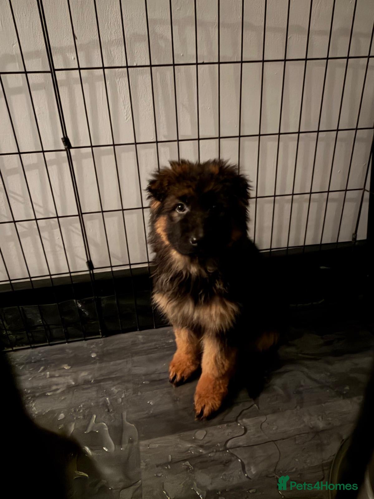 German Shepherd dogs German Shepard puppies  - Advert 5