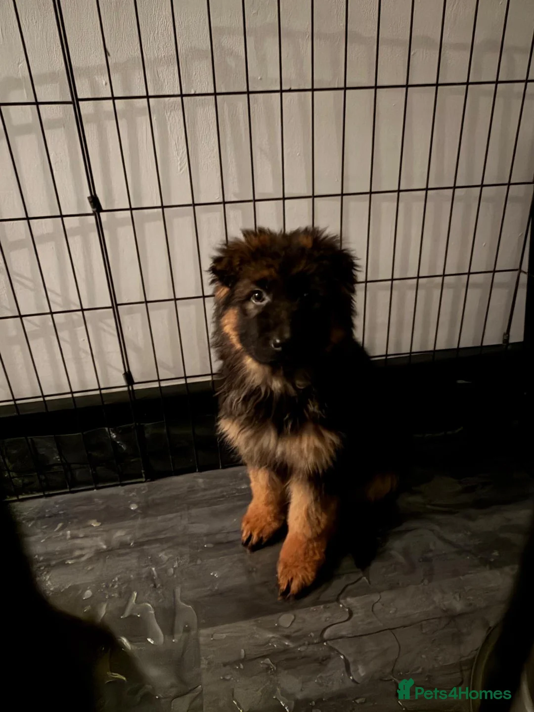 German Shepherd dogs for sale: German Shepard puppies  - Advert 1