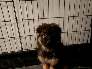 German Shepherd dogs German Shepard puppies - Advert 5