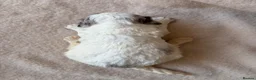 Sproodle dogs for sale: F1 Sproodle Puppies  - Advert 18