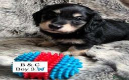 Miniature Dachshund dogs for sale: LONGHAIRED MINIATURE CREAM PUPPIES🐾🩵 - Image 10
