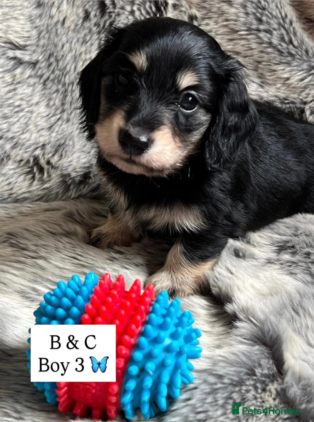 Miniature Dachshund dogs for sale: LONGHAIRED MINIATURE CREAM PUPPIES🐾🩵 - Image 10