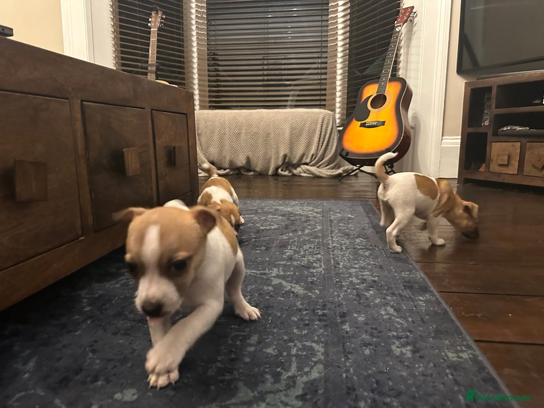 Jack Russell dogs for sale: Jack Russell puppies for sale - Advert 5