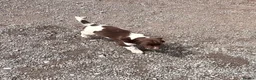 English Springer Spaniel dogs for sale: Working English Springer Spaniel Puppies - Advert 8
