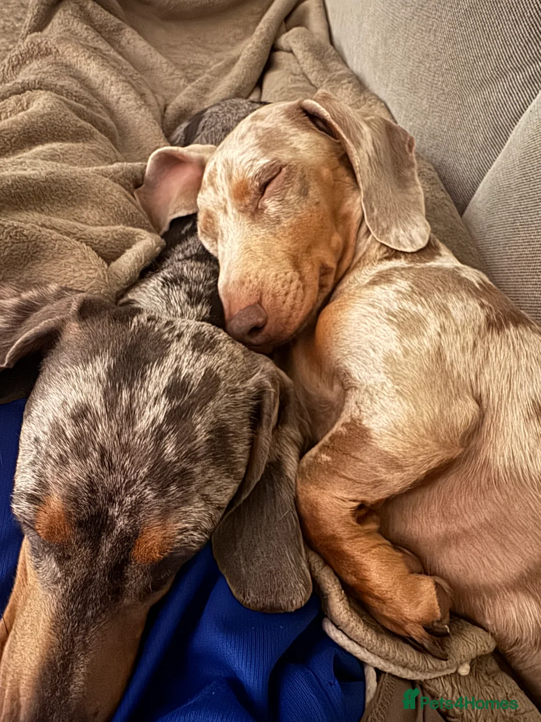 Miniature Dachshund dogs for stud: STUD (Isabella Dapple)  in Barry - Advert 2