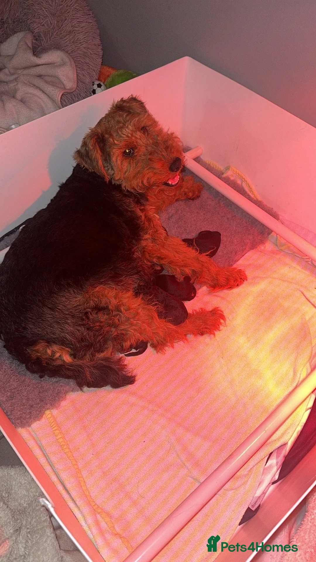 Welsh Terrier dogs for sale: Stunning Litter of 4 Welsh Terrier Puppies  - Advert 2