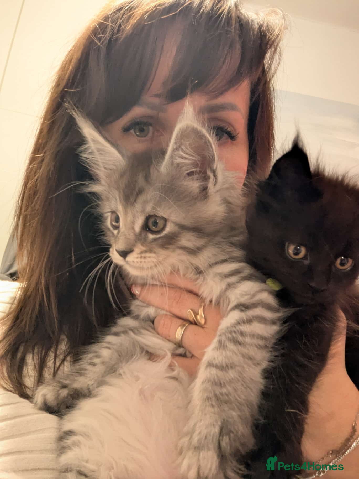 Maine Coon cats Exceptional Maine Coon Kittens for Loving Homes - Advert 2