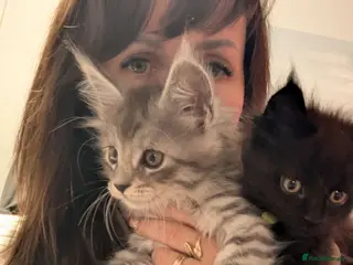 Maine Coon cats Exceptional Maine Coon Kittens for Loving Homes - Advert 2