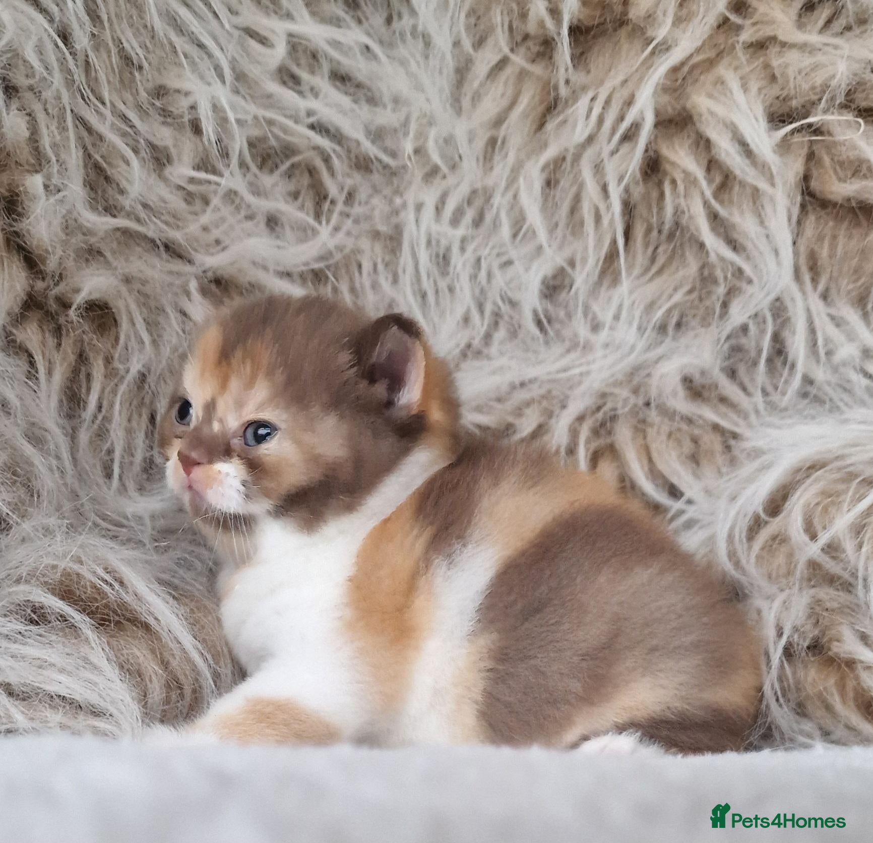 British Shorthair cats Tica Reg BritishShorthair Chocolate Tricolour Girl - Advert 2