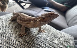 Bearded Dragon reptiles for sale: Bearded dragon with full set up  - Image 16
