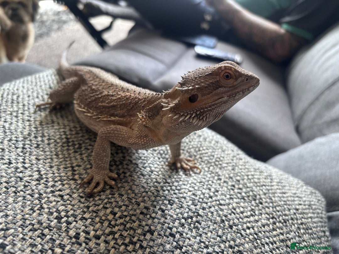 Bearded Dragon reptiles for sale: Bearded dragon with full set up  - Image 16