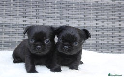 Mixed Breed dogs for sale: French bulldog X imperial shih tzu  - Image 33