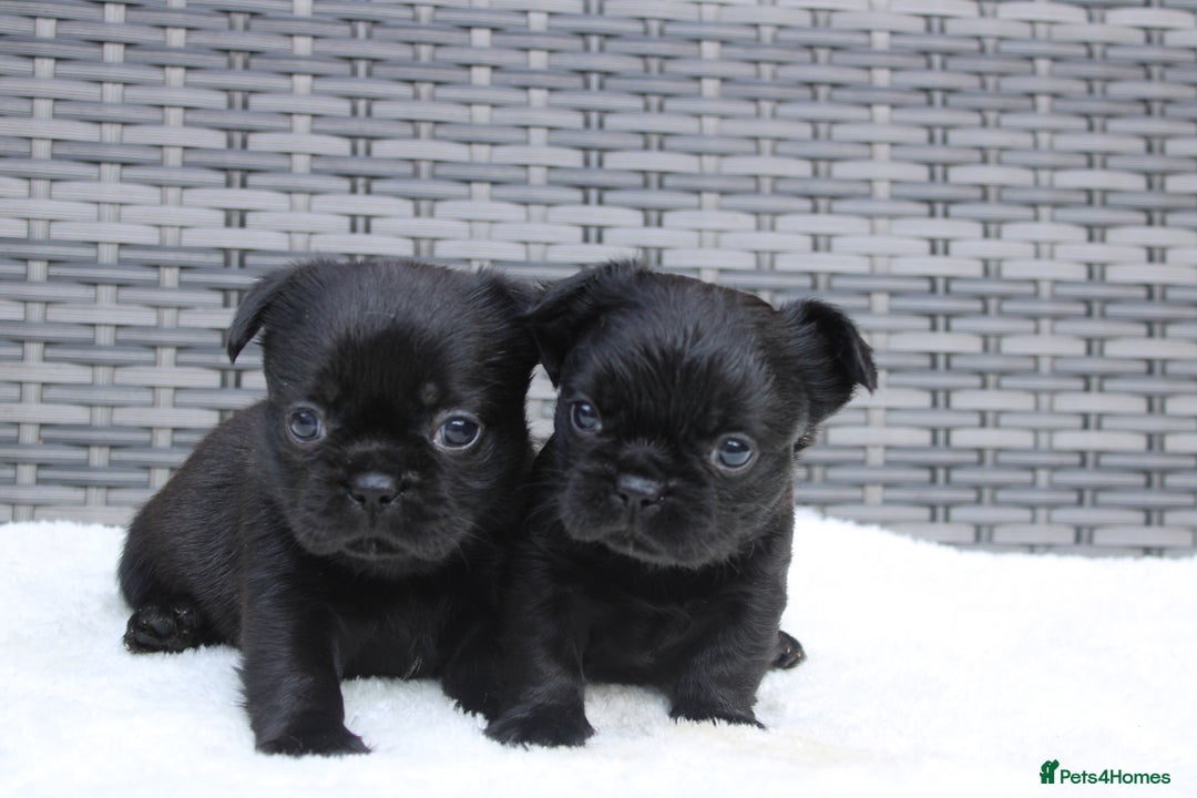 Mixed Breed dogs for sale: French bulldog X imperial shih tzu  - Image 33