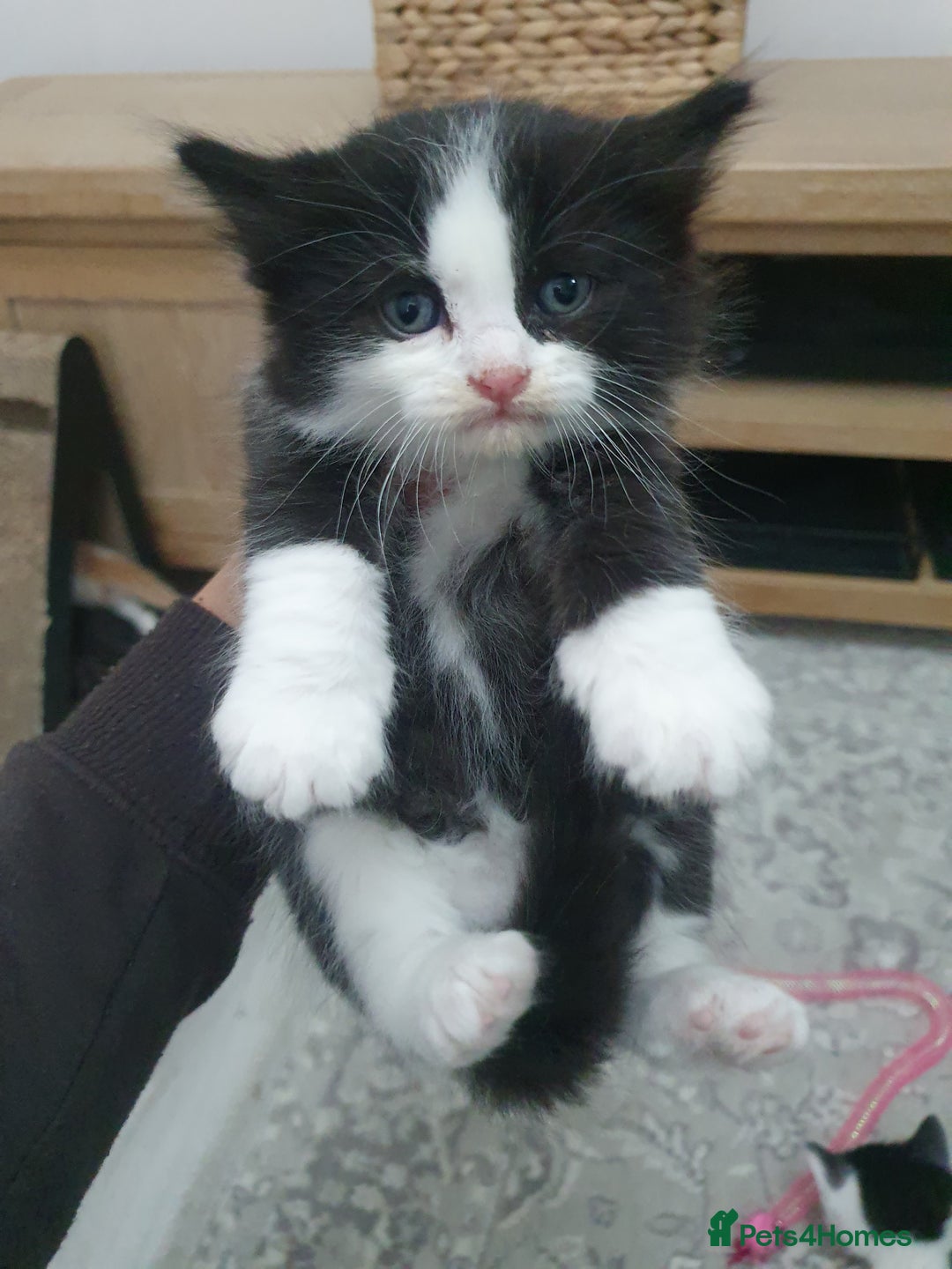 Mixed Breed cats for sale: Maincoon/ragdoll&Siberian kittens [price varies] - Image 14