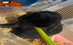 Mini Lop rabbits for sale: Mini lop - Image 8