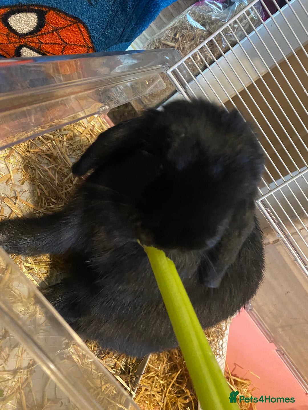 Mini Lop rabbits for sale: Mini lop - Image 8