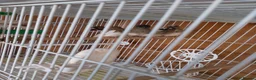 Finches birds for sale: finch  - Advert 2