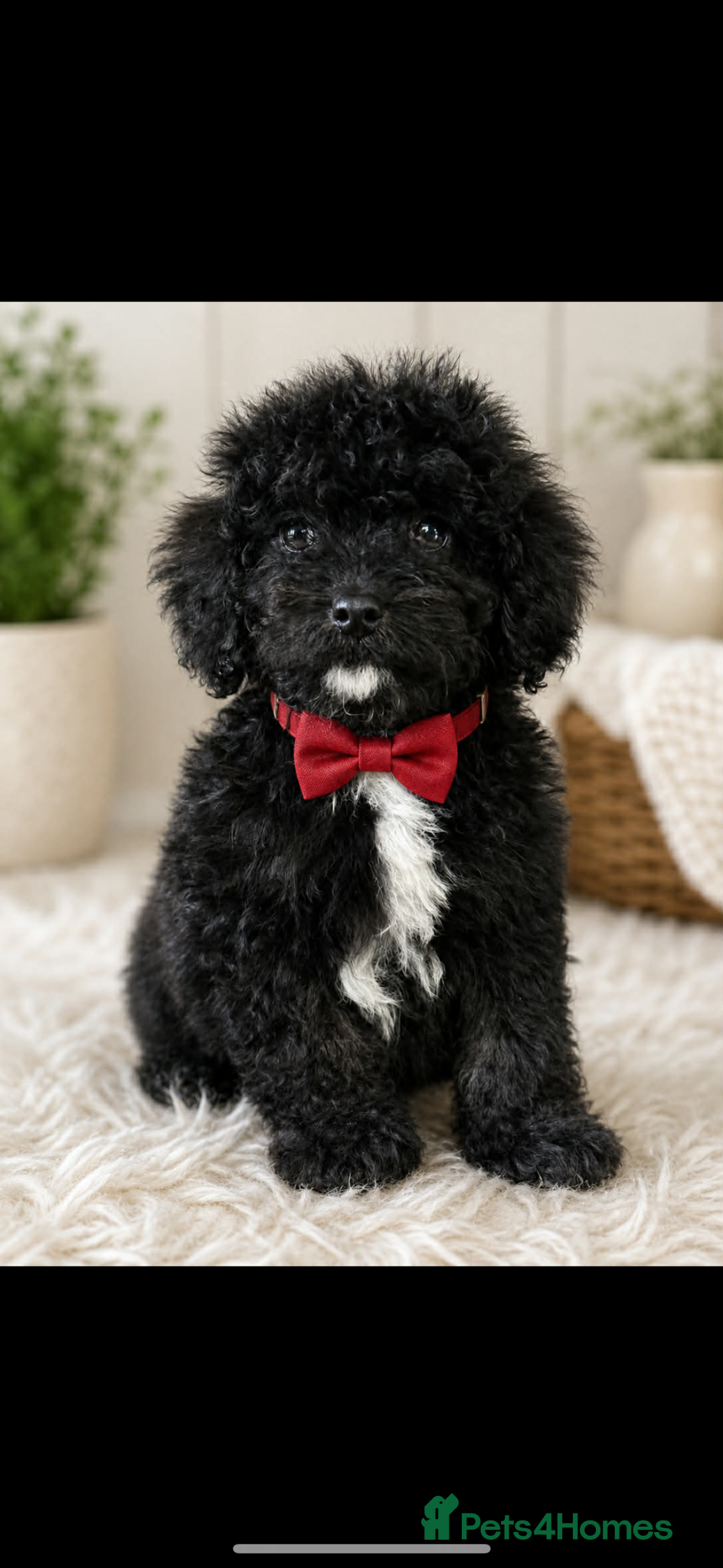 Cavapoo dogs F1B Cavapoos ready to leave us - Advert 5