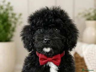 Cavapoo dogs F1B Cavapoos ready to leave us - Advert 4