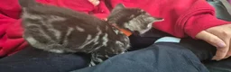 Mixed Breed cats for sale: Bengal cross kittens  - Advert 12