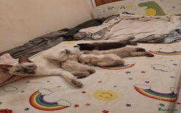 Mixed Breed cats for sale: 4 sweet kittens  - Image 3