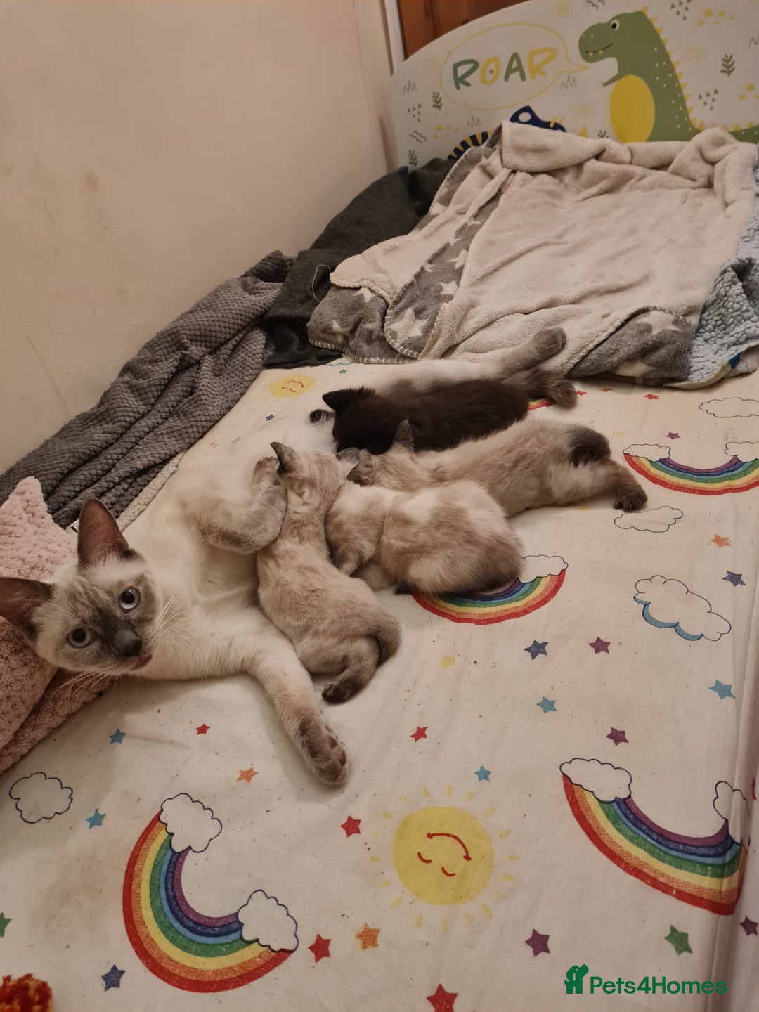 Mixed Breed cats for sale: 4 sweet kittens  - Image 3