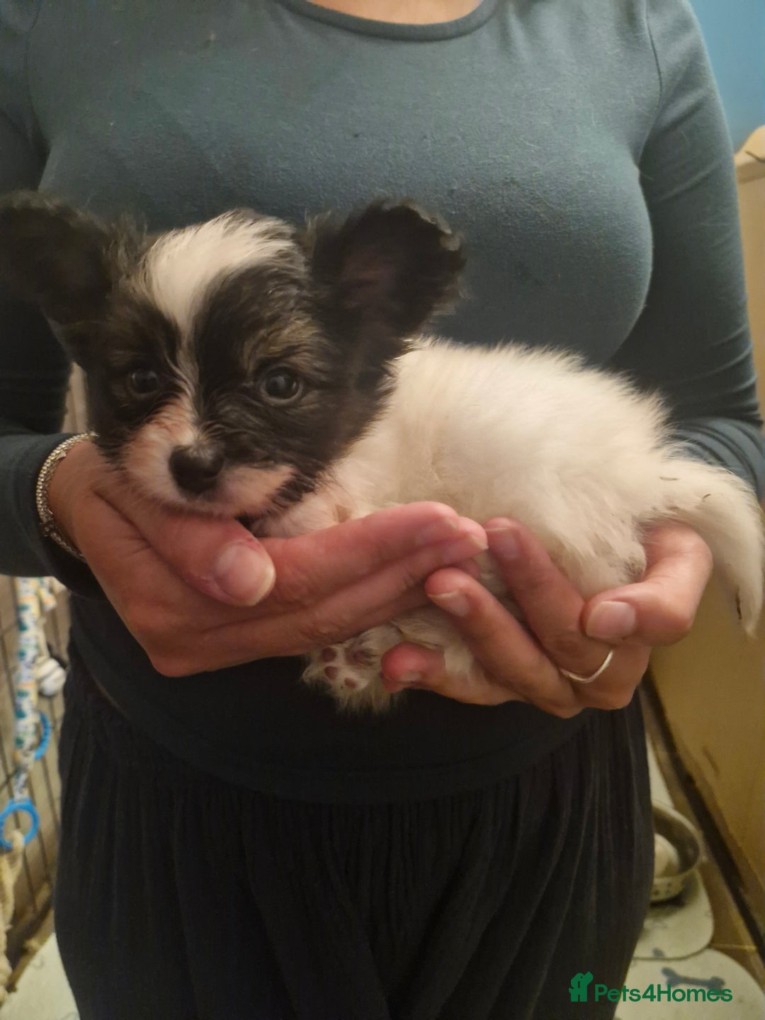 Papillon dogs for sale: KC Papillon. DNA health tested parents - Image 3