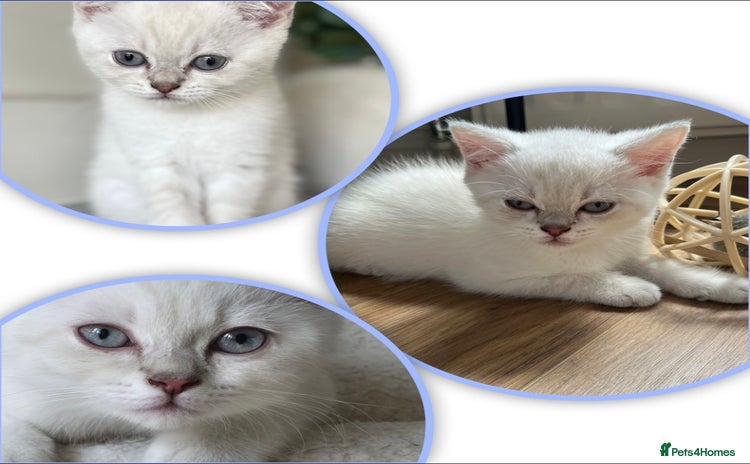 British Shorthair cats - Advert 3