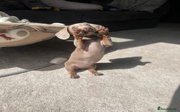 Miniature Dachshund dogs for sale: Female miniature dachshund - Image 2