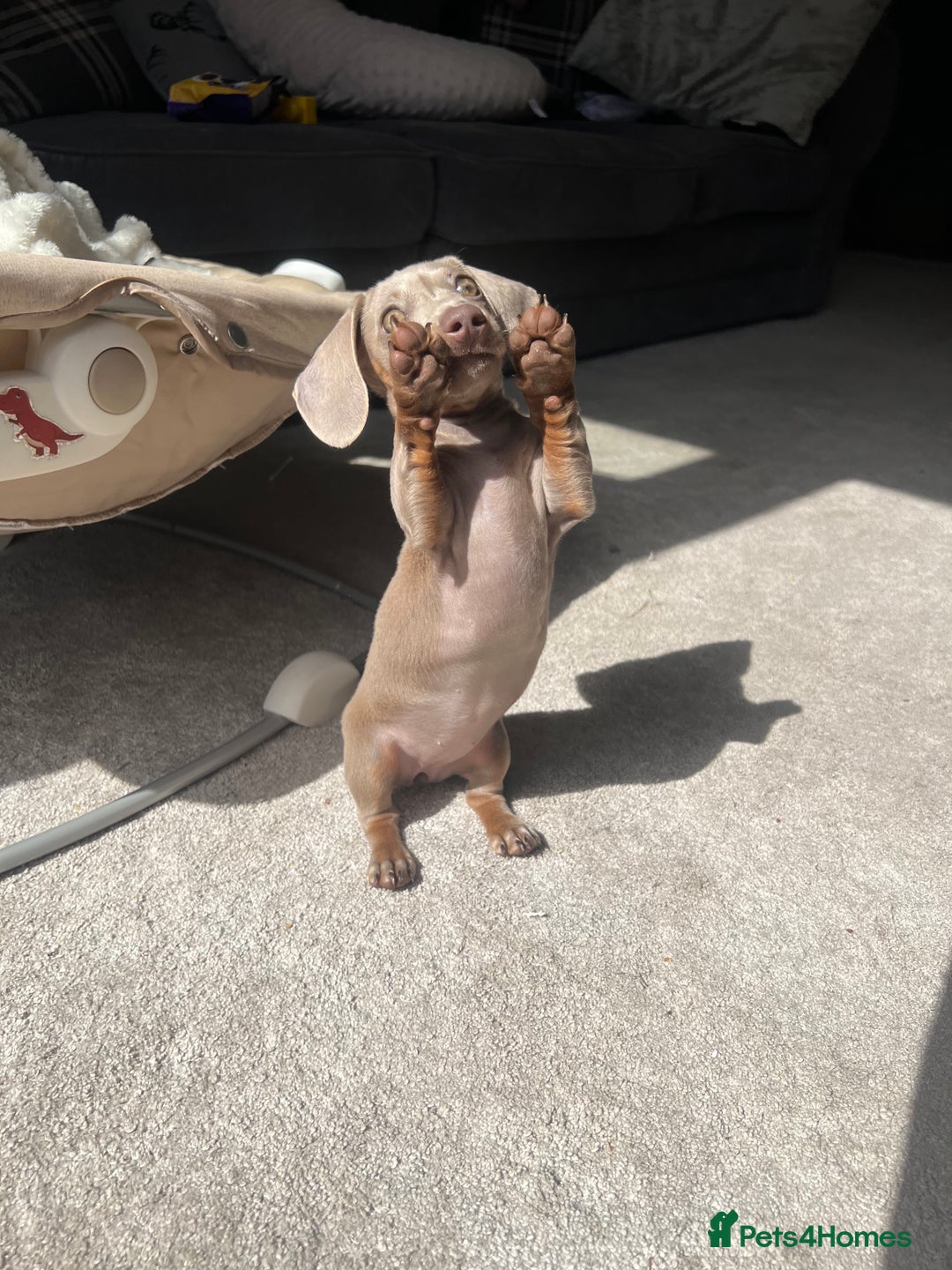 Miniature Dachshund dogs for sale: Female miniature dachshund - Image 2