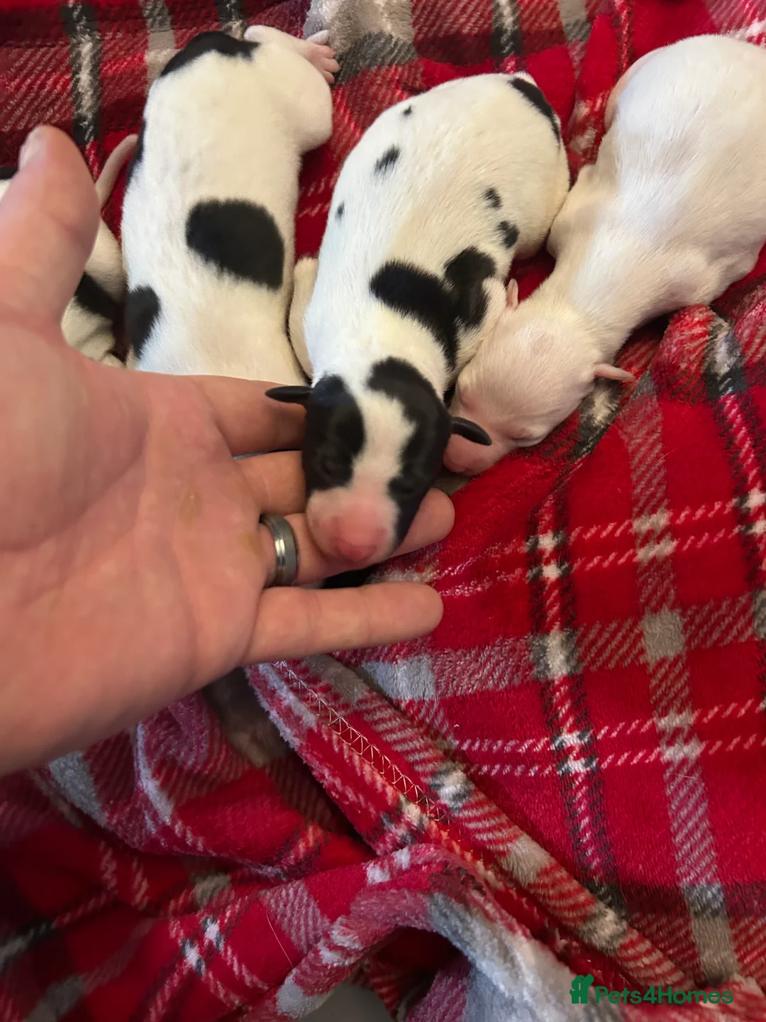 Whippet dogs for sale: Beautiful KC registered whippet puppies  - Advert 2
