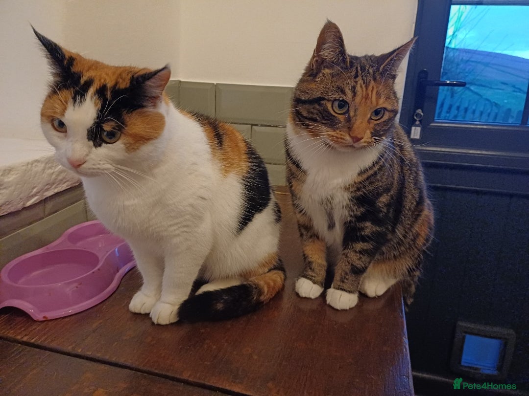 Mixed Breed cats for sale: Lovely and friendly sister cats - Advert 3
