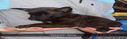 Belgian Shepherd Dog dogs for sale: Belgium malinos cross Dutch Herder puppies  - Advert 11