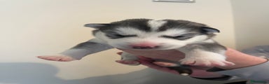 Siberian Husky Puppy 5