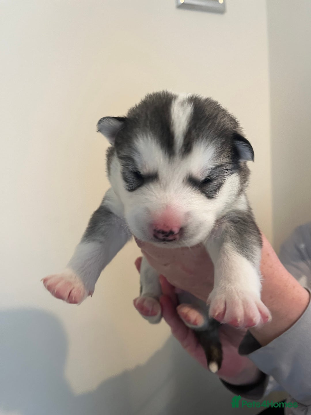 Siberian Husky dogs for sale: Husky pups for sale  - Advert 3