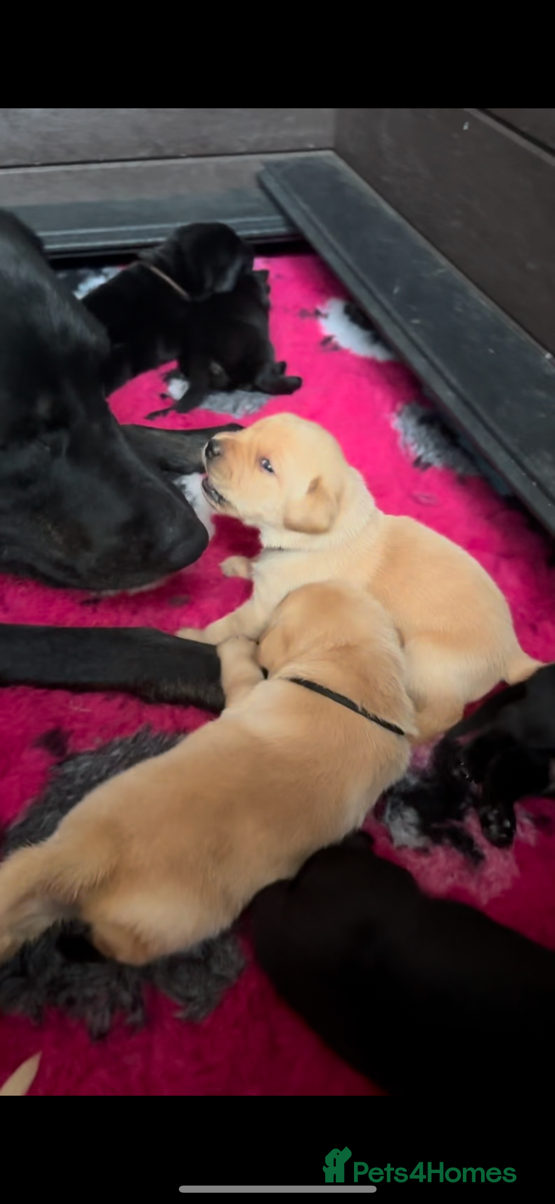 Labrador Retriever dogs for sale: Stunning KC Registered FoxRed/Black Labrador Pups  - Image 35
