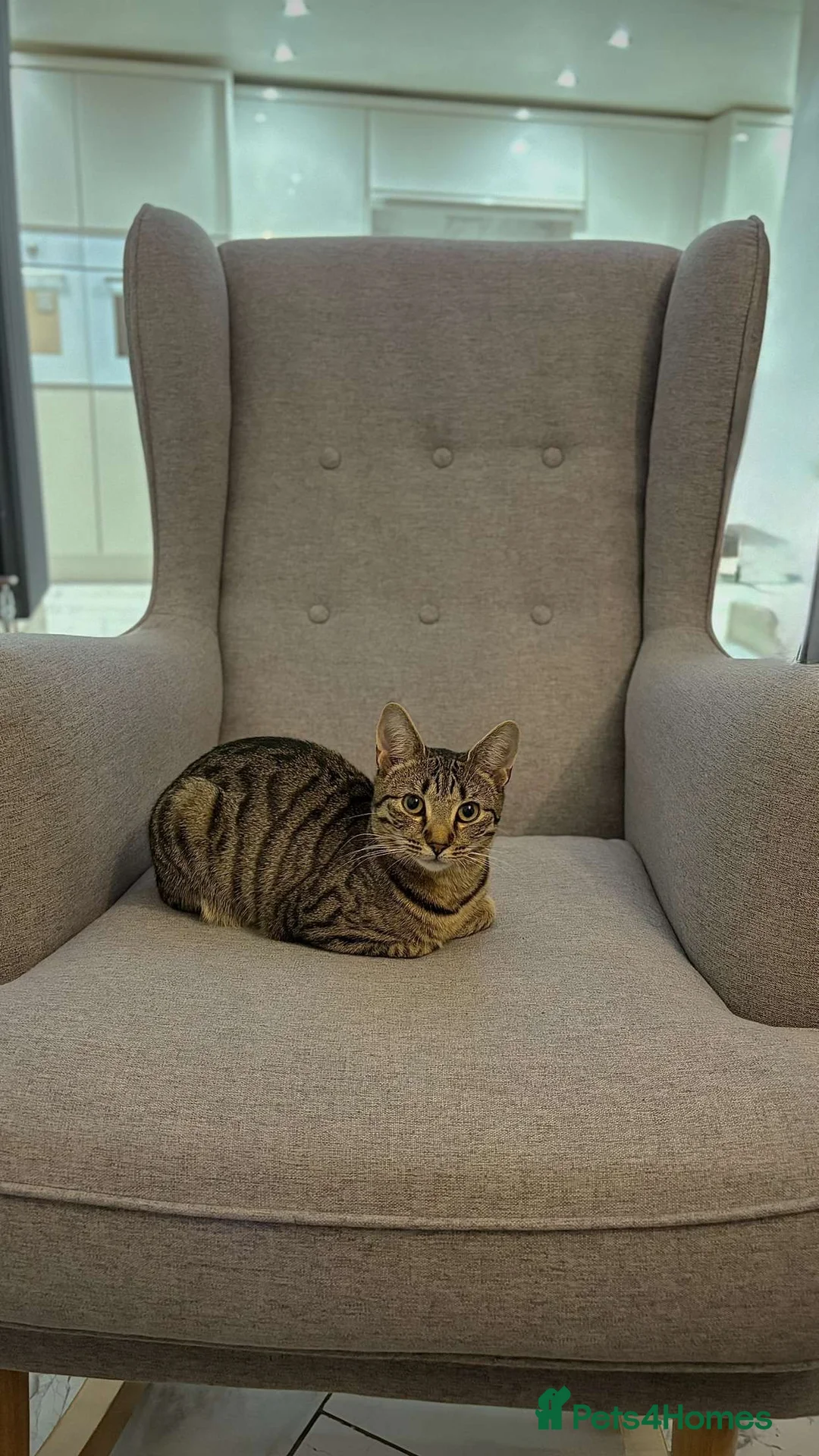 Domestic Shorthair cats for sale: Gorgeous tabby and British shorthair kitten - Advert 40