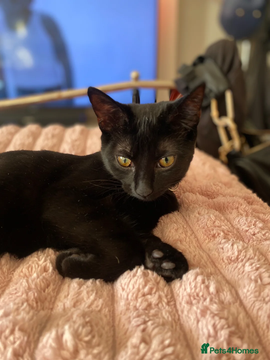 Mixed Breed cats for sale: Beautiful black female cat looking for a new home - Advert 8