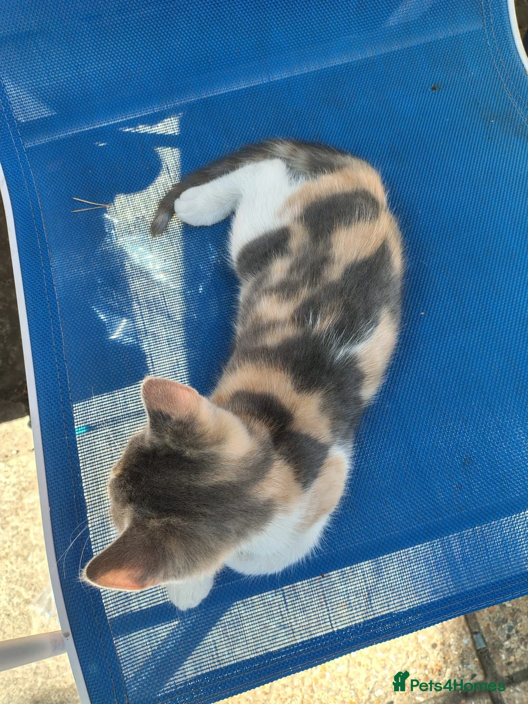 Mixed Breed cats for sale: Kittens looking for there forever homes  - Advert 9