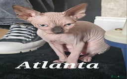 Sphynx cats for sale: Gccf sphynx kittens parents health tested  - Image 6
