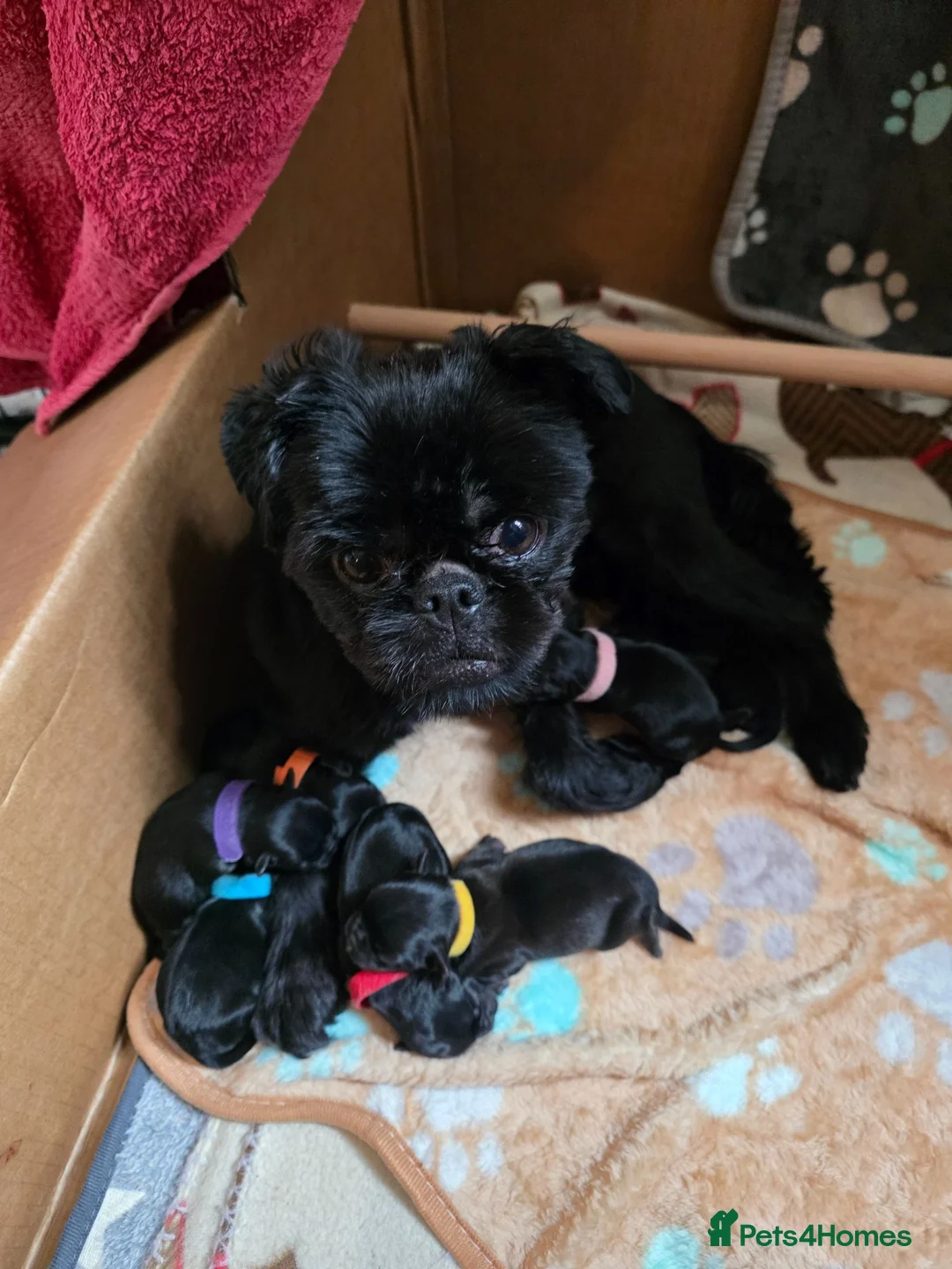 Griffon Bruxellois dogs for sale: Brussels Griffon (3/4) x French Bulldog (1/4) pups in London - Advert 1