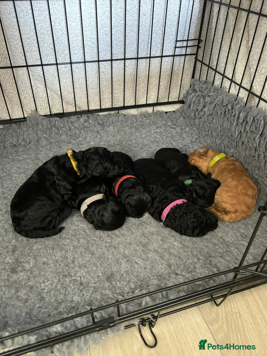 Miniature Poodle dogs for stud: 🏆PROVEN🏆 sable miniature poodle health tested in Havant - Advert 34