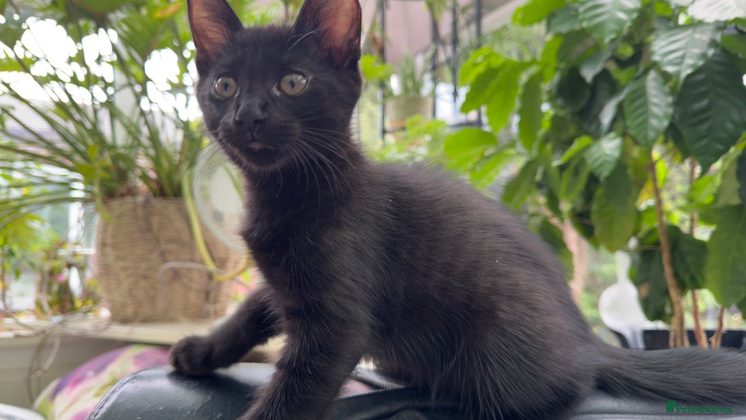 Mixed Breed cats for sale: Beautiful kittens!!!!! READY NOW!!! - Image 3