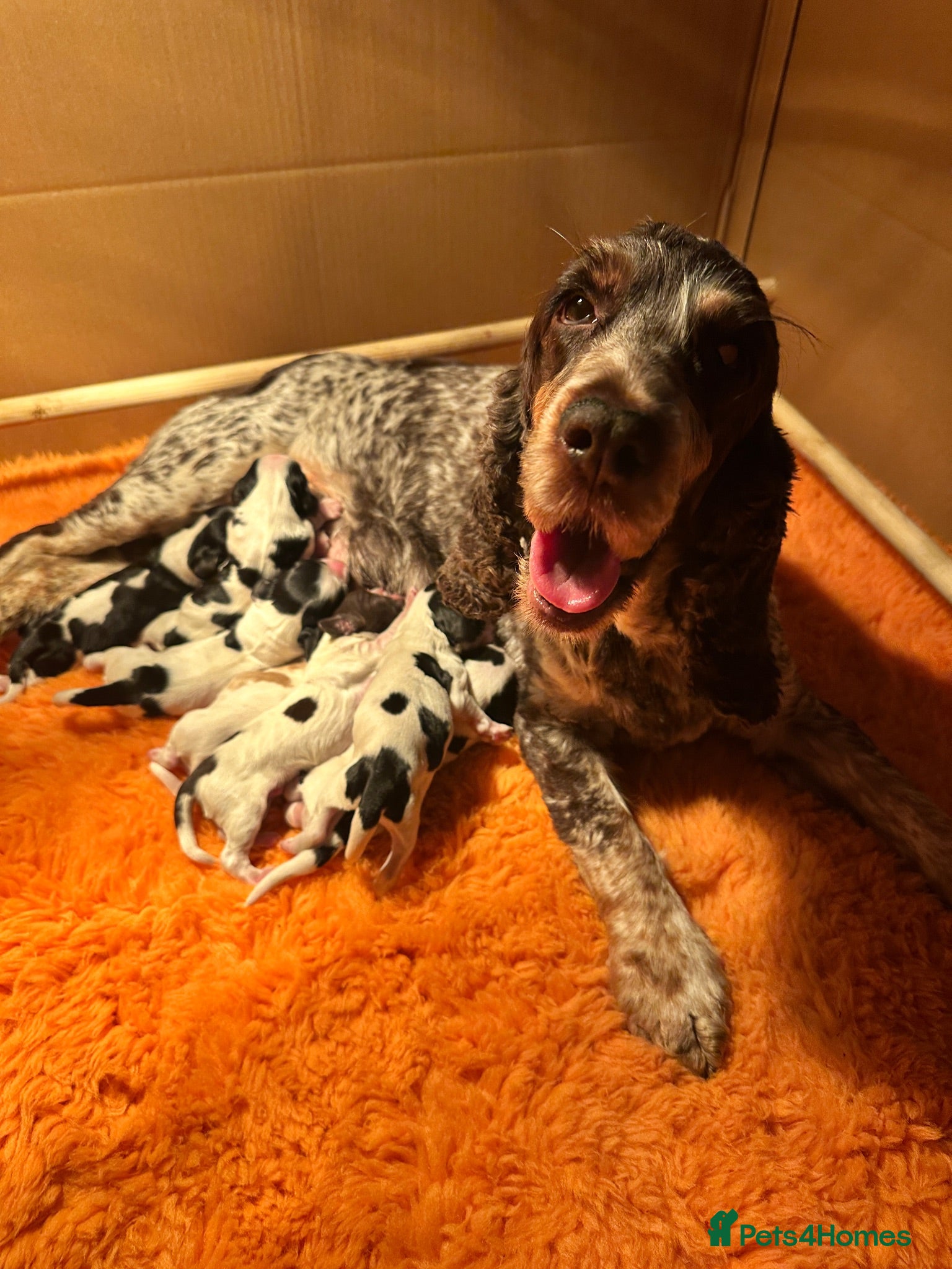 Cocker Spaniel dogs 2 girls and 1 boy available from a litter of 6 - Advert 5