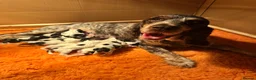 Cocker Spaniel dogs for sale: 2 girls and 1 boy available from a litter of 6 - Advert 1