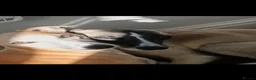 Whippet dogs for sale: Stunning KC Whippet Puppies  in Richmond - Advert 3