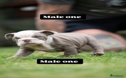 English Bulldog dogs for sale: English bulldog pups for sale  - Image 7