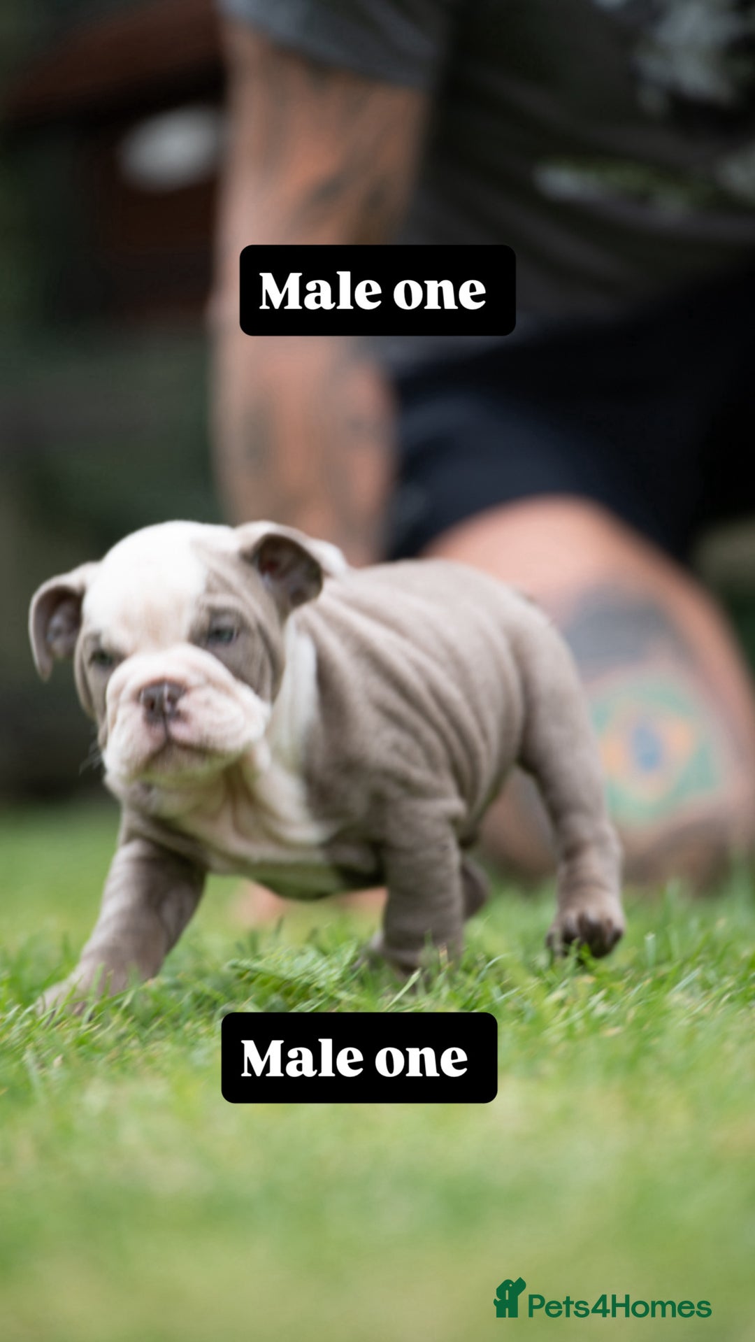 English Bulldog dogs for sale: English bulldog pups for sale  - Image 7