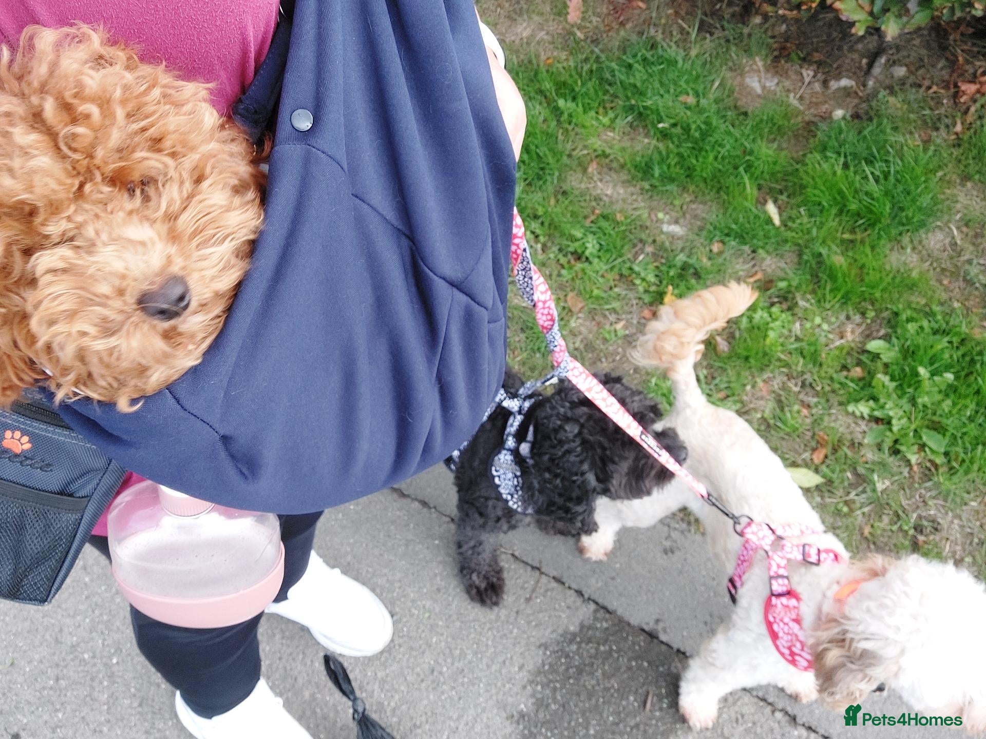 Cavapoo dogs Last gorgeous boy 😍 💜 - Advert 10